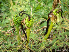 Arum dioscoridis