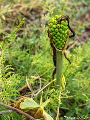 Arum dioscoridis