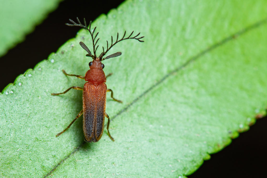 Eugeusis