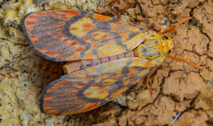 Ammatho cuneonotatus