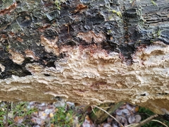 Phlebia centrifuga