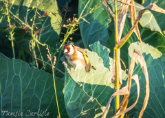 Carduelis carduelis