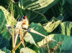 Carduelis carduelis