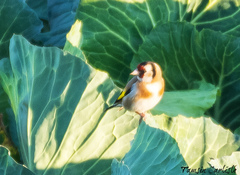 Carduelis carduelis