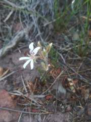 Pelargonium longifolium