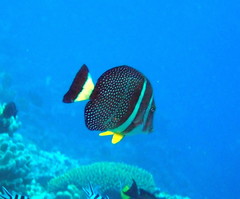 Acanthurus guttatus
