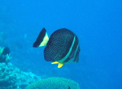 Acanthurus guttatus
