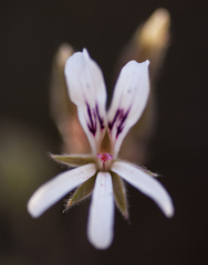 Pelargonium longifolium