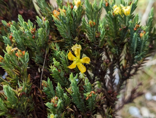 Hypericum lancioides (Hypericum lancioides)