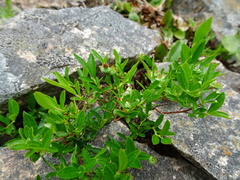 Vaccinium boreale