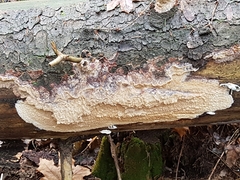 Phlebia centrifuga