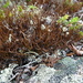 Smooth Pixie Lichen - Photo (c) Sean Blaney, some rights reserved (CC BY-NC), uploaded by Sean Blaney