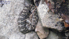 Gloydius intermedius