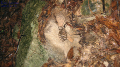 Gloydius intermedius