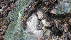 Gloydius intermedius