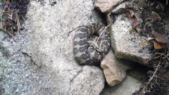 Gloydius intermedius