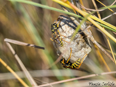 Polistes mongolicus