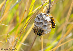 Polistes mongolicus