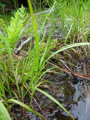Carex wiegandii