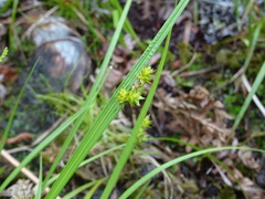 Carex wiegandii