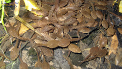 Rana uenoi