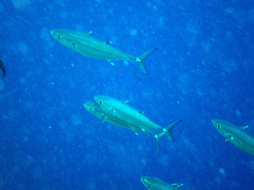 Dogtooth Tuna