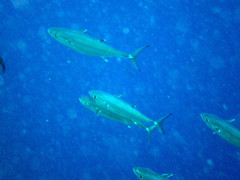 Dogtooth Tuna