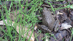 Glandirana emeljanovi