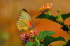 Mylothris agathina agathina