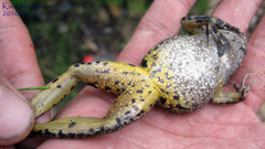 Glandirana emeljanovi