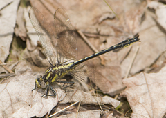 Phanogomphus descriptus