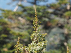 Juniperus formosana