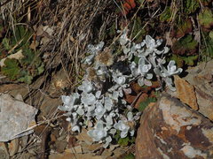 Anaphalis nepalensis