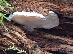 Amaropostia stiptica