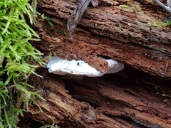 Amaropostia stiptica