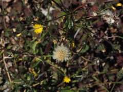 Picris hieracioides morrisonensis