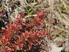 Berberis morrisonensis