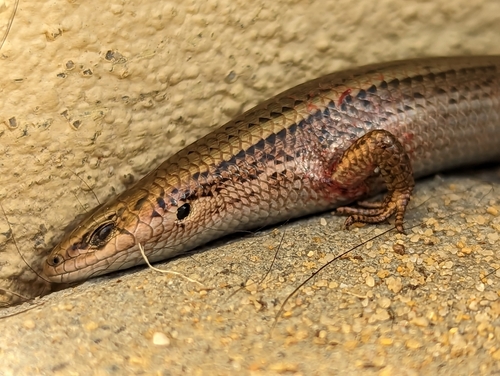 Western Three-lined Skink