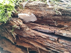 Amaropostia stiptica
