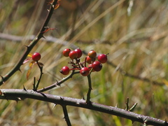 Rosa transmorrisonensis