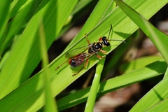 Sphex dorsalis