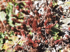 Sedum morrisonense