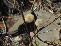 Erigeron morrisonensis