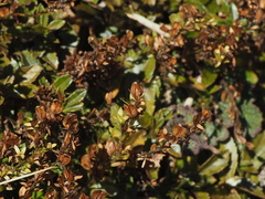 Veronica morrisonicola