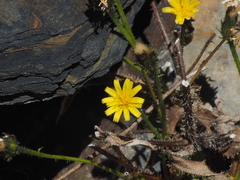 Picris hieracioides morrisonensis
