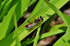 Sphex dorsalis