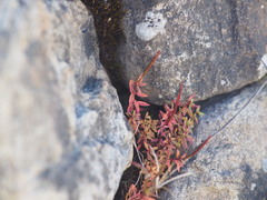 Epilobium hohuanense