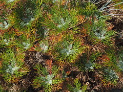 Artemisia morrisonensis