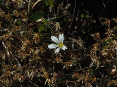 Cerastium morrisonense