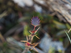Berberis morrisonensis